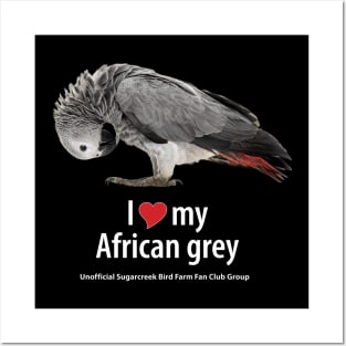 love African grey (2) Posters and Art